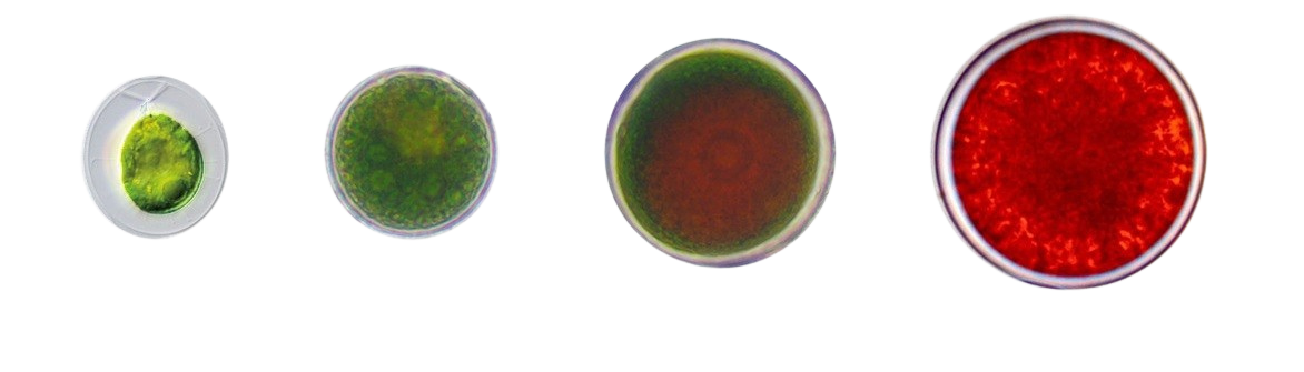 359dfa0d-aab0-4a62-be21-ae442185c3b4