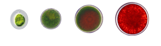 359dfa0d-aab0-4a62-be21-ae442185c3b4