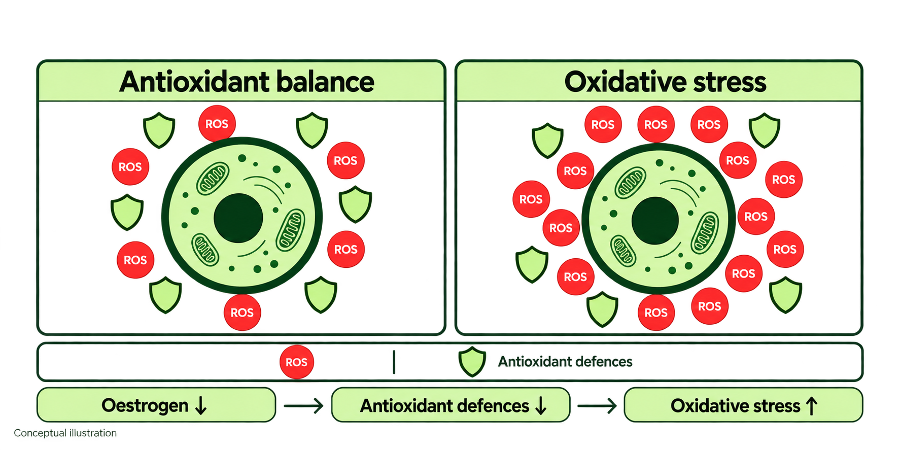 Antioxidant Defences Against Oxidative Stress