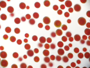 Haematococcus K0084 FPC41 02-04 DIC 40x20240404111434586
