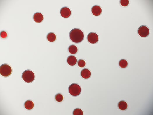 Haematococcus K0084 PP A1 02-04 DIC 40x20240404112411719