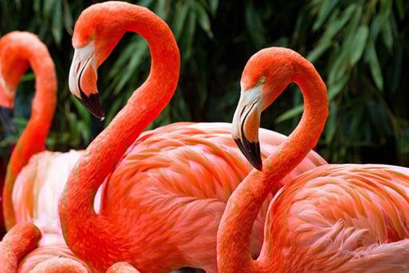 flamingo