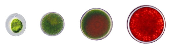 haemathoccus pluvialis strains-1