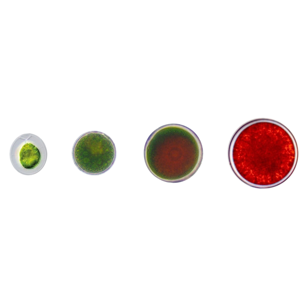 haemathoccus pluvialis strains