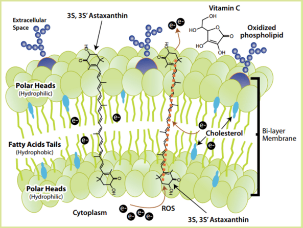 natural astaxanthin protecting the cell against oxidative stress