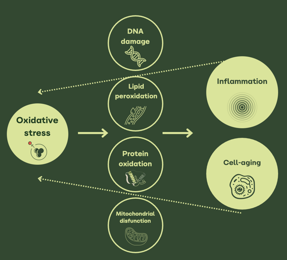 Infographic showing oxidative stress causing DNA damage, lipid peroxidation, protein oxidation, and mitochondrial dysfunction, leading to inflammation and cell aging.