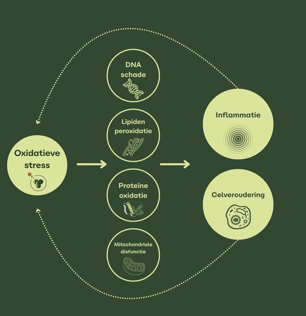 oxidative stress damage diagram
