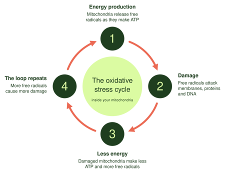 oxidative-stress-mitochondria-cycle