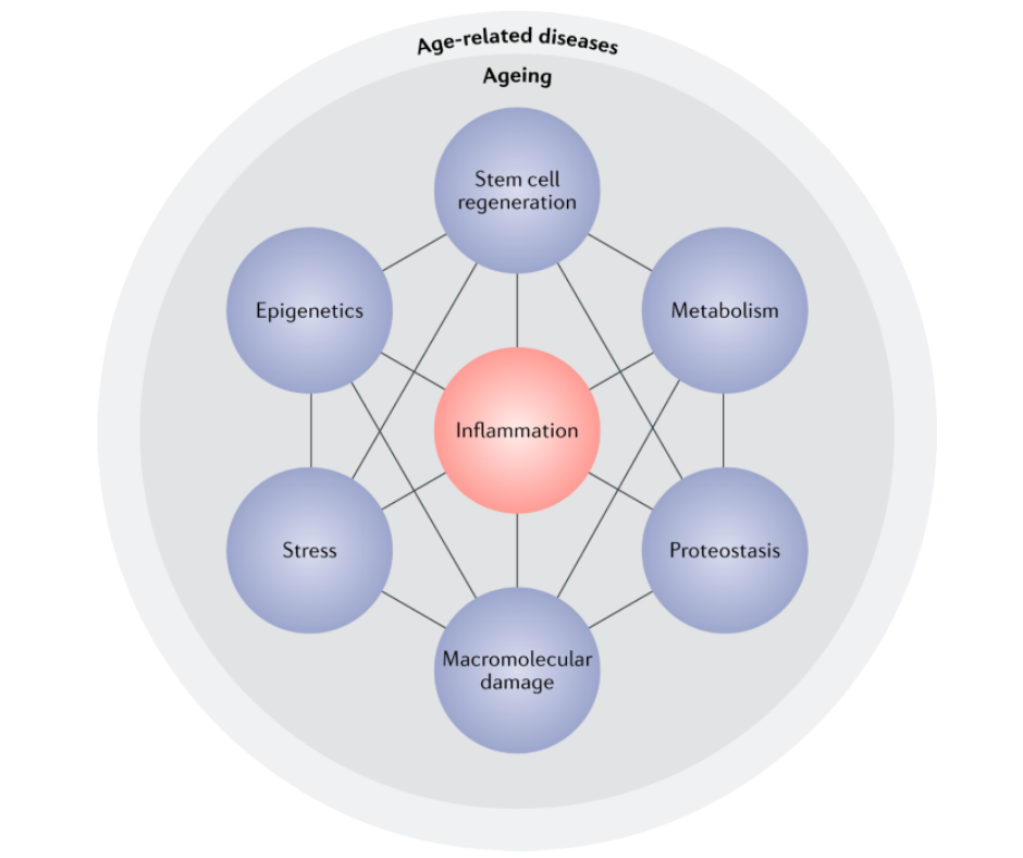 Inflammaging