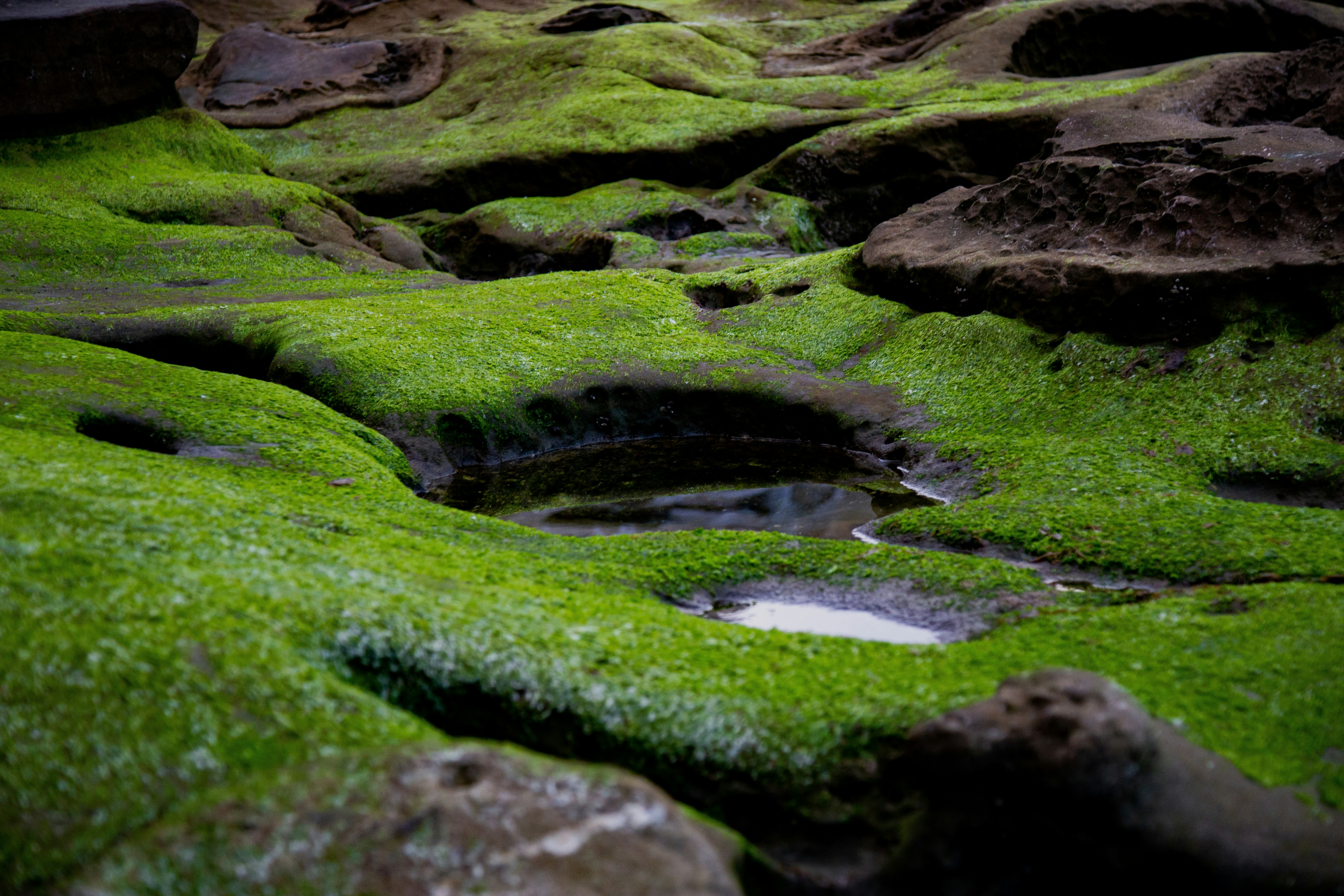 Top 10 Natural Astaxanthin Producers Worldwide: A Technology-Based Comparison Guide