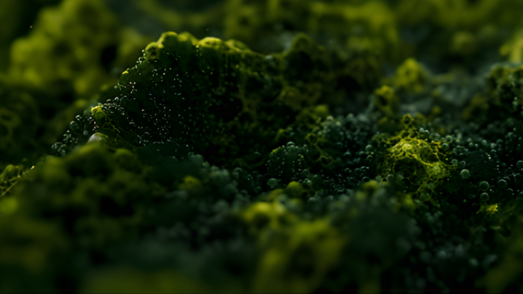 How Astaxanthin Combats Inflammaging & Extends Healthspan