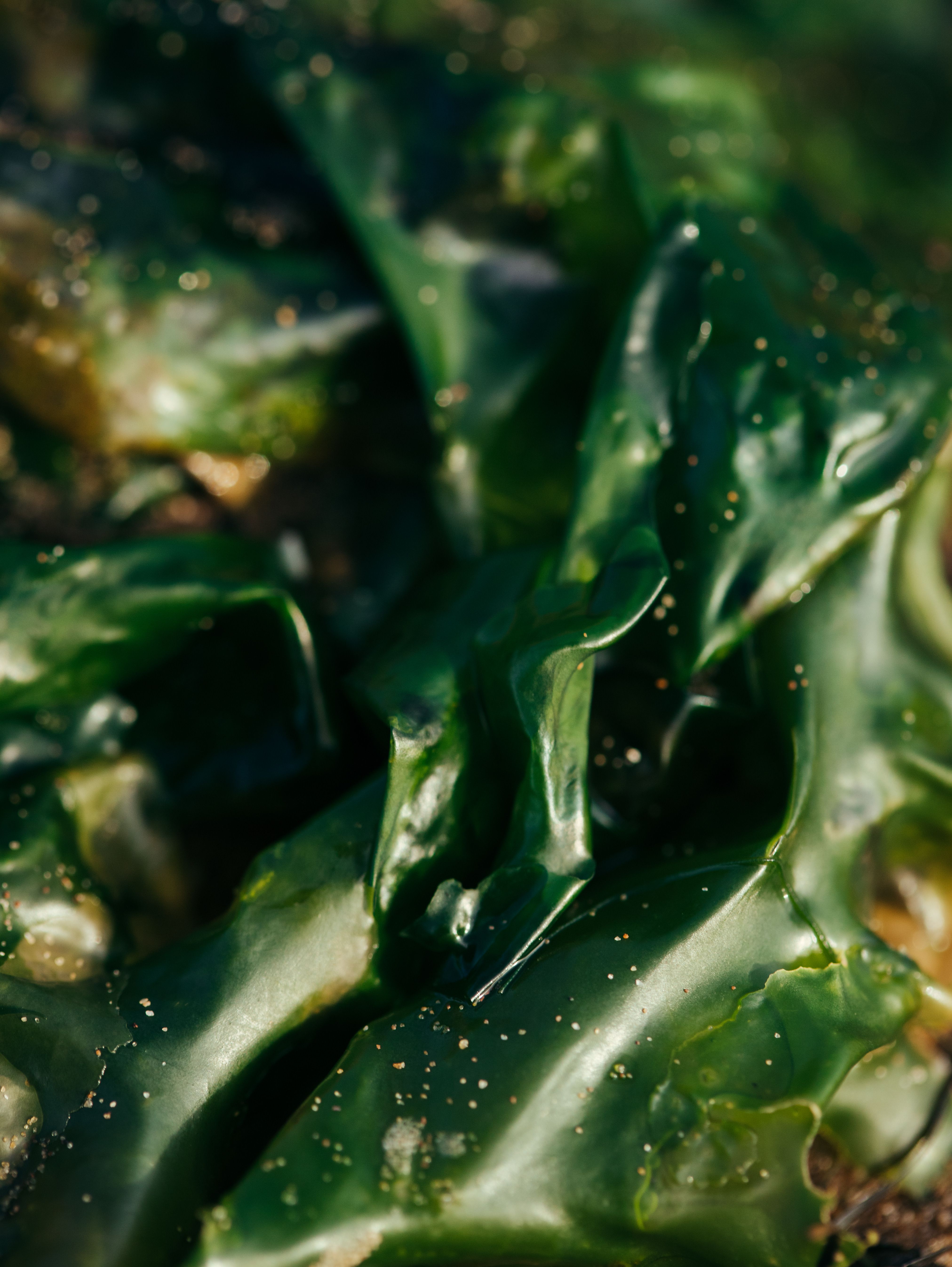 Astaxanthin and Fat Metabolism: What the 2026 Science Shows