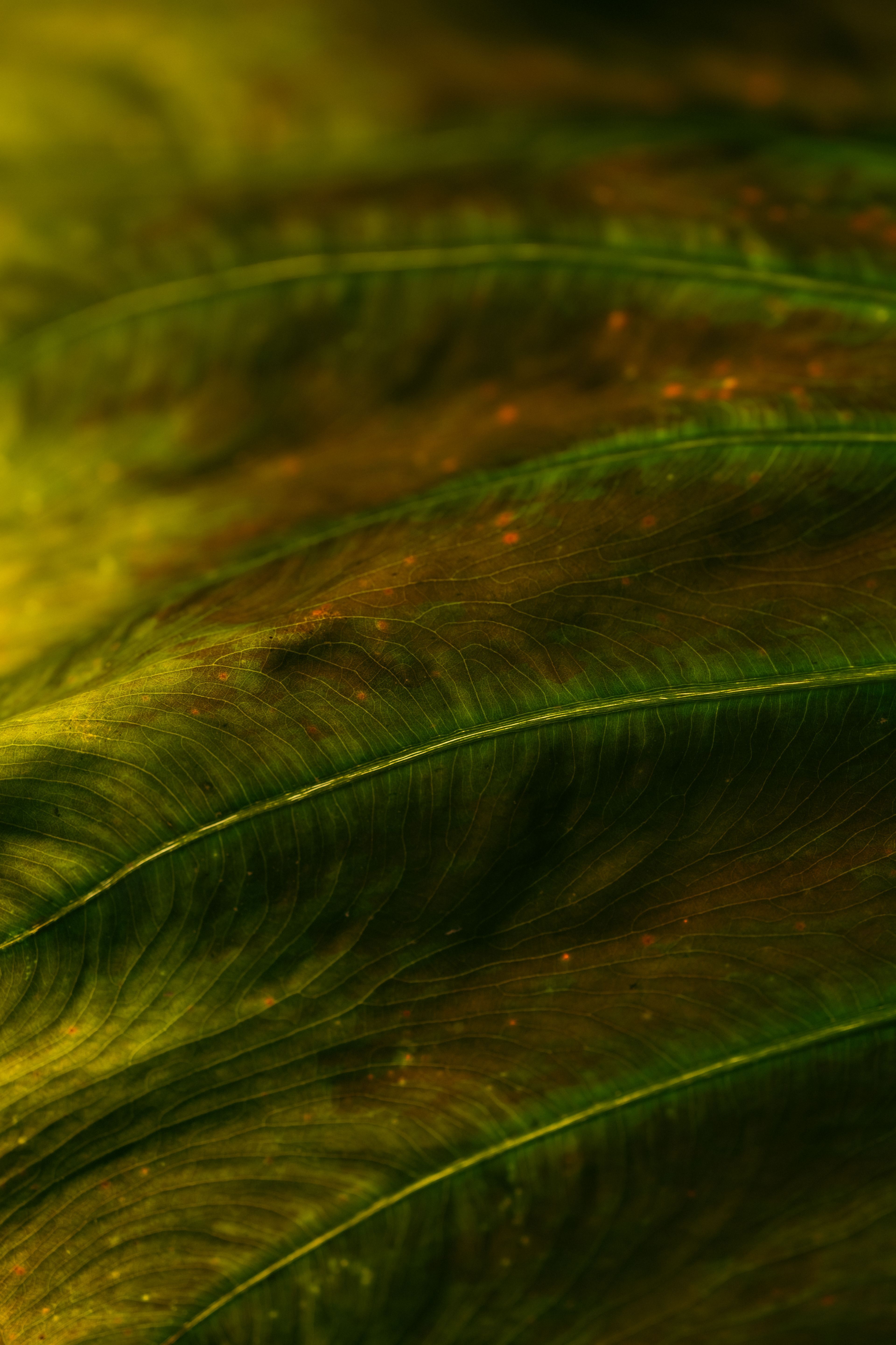 Astaxanthin und Stress: Wie dieses Antioxidans den Körper unterstützt