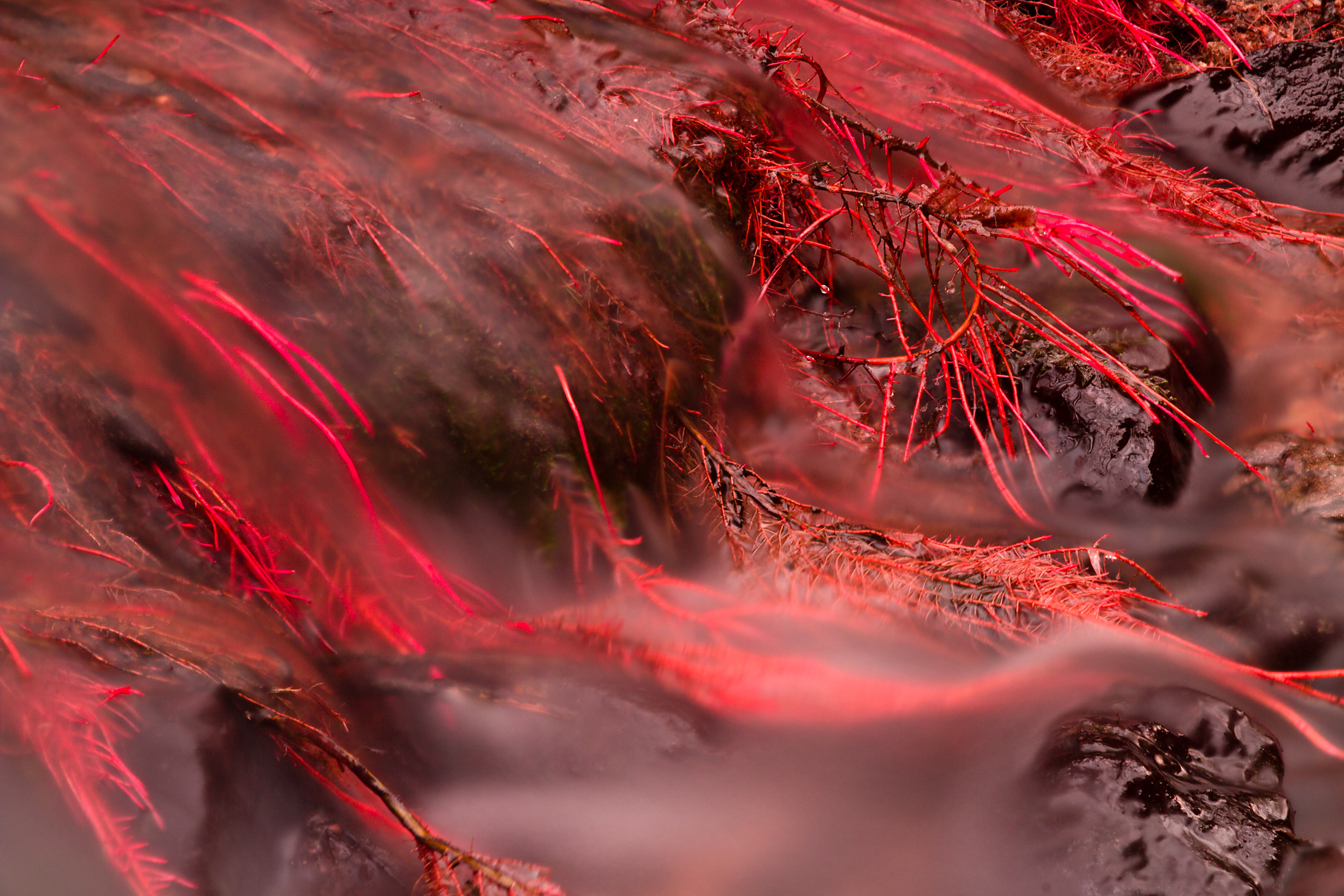 Astaxanthin for Women: 6 Benefits Backed by Science (2026)